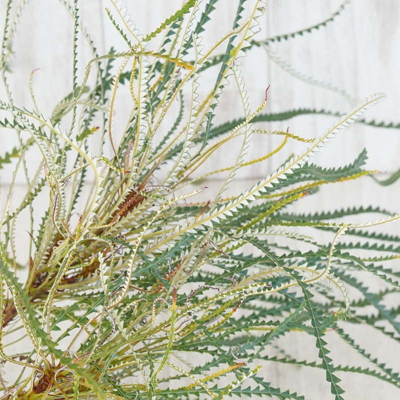 現物》バンクシア ニベア No.735 4号 | | コアラ祭り（ネイティブ