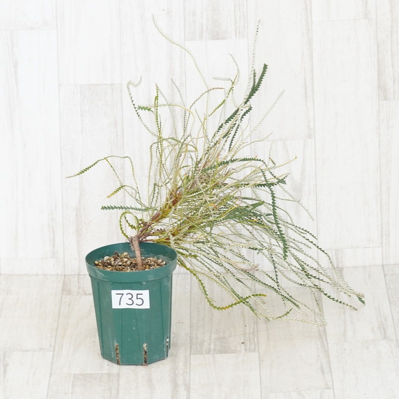 現物》バンクシア ニベア No.735 4号 | | コアラ祭り（ネイティブ