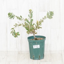 �Ը�ʪ��������եХ󥯥������ץ饨�⡼��������������No.772��5��