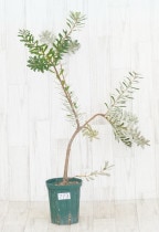 �Ը�ʪ�եХ󥯥������ޥ��ʡ�����No.773��5��