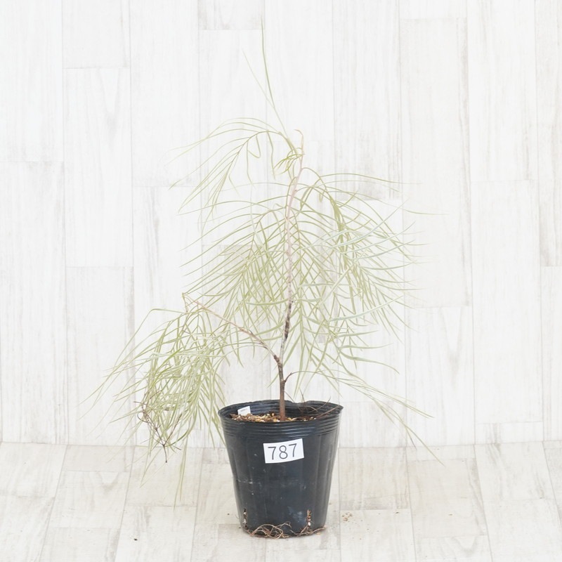 希少 グレビレア ハニーワンダー① グレビレア ハニーワンダー希少