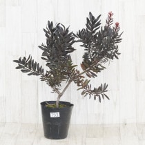 �Ը�ʪ�ե�塼���ǥ�ɥ��󡡥��ܥˡ���No.793��6��