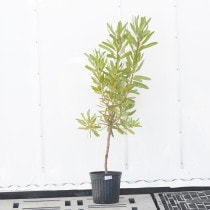 �Ը�ʪ�եץ��ƥ����ԥ󥯥��������⤵110cm��No.794��7��