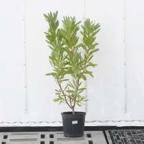 �Ը�ʪ�եץ��ƥ����ԥ󥯥��������⤵100cm��No.795��7��