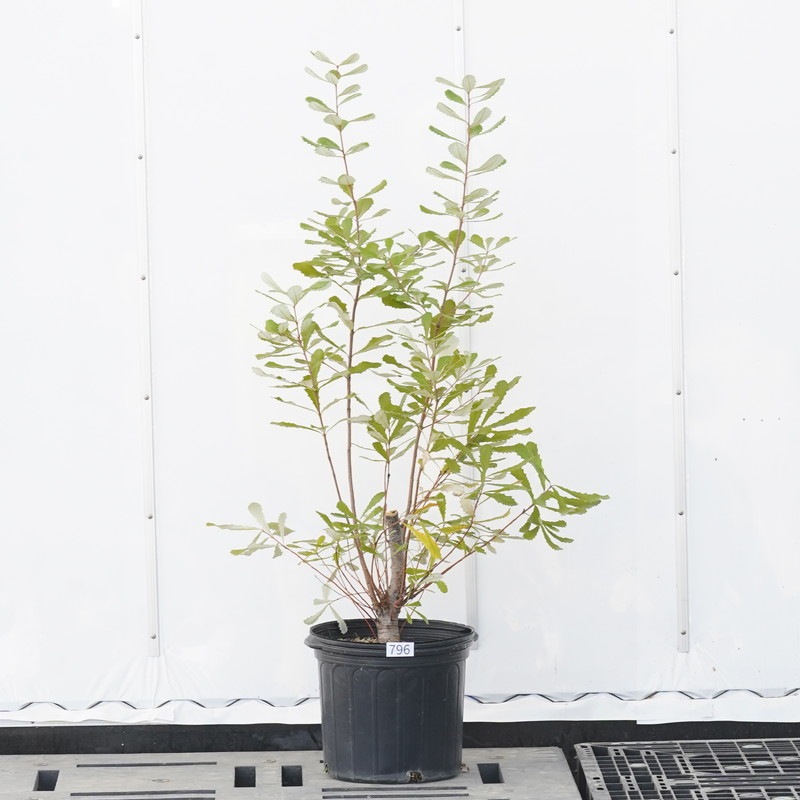 現物》バンクシア インテグリフォリア 高さ100cm No.796 7号