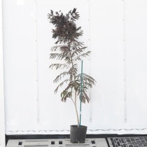 �Ը�ʪ�եͥ�Υ��֥��ޡ����祳�졼�ȡס��⤵130cm��No.797��7��