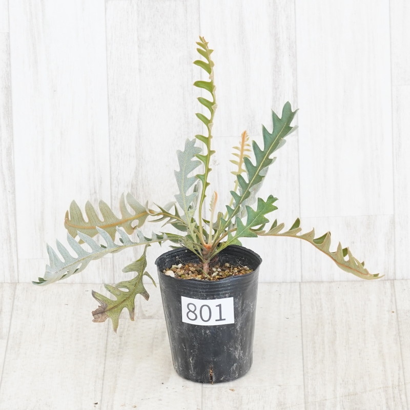 現物》バンクシア ブレクニフォリア No.801 3号 | | コアラ祭り