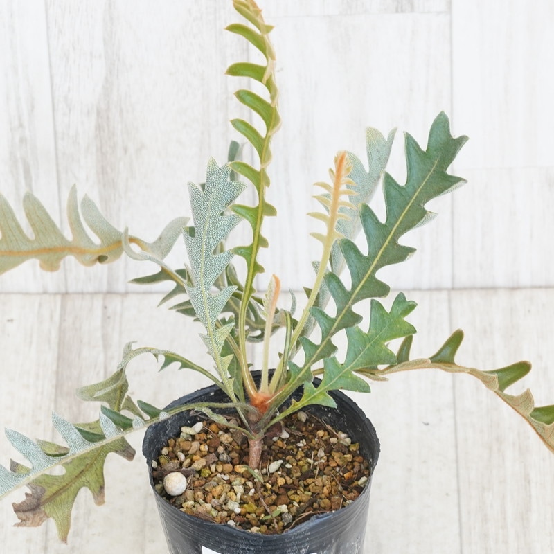 現物》バンクシア ブレクニフォリア No.801 3号 | | コアラ祭り