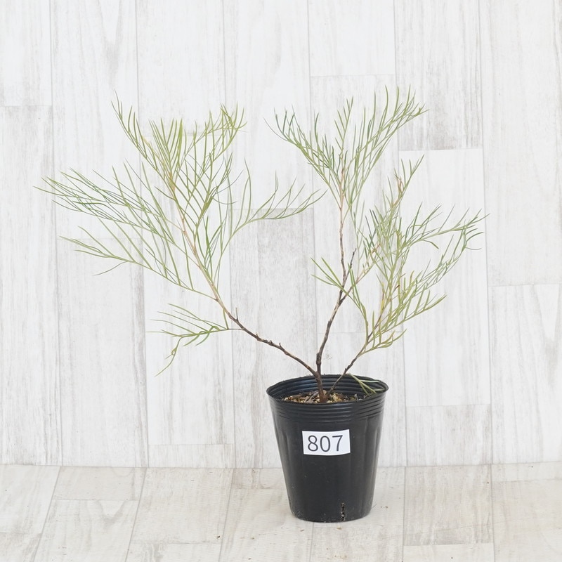 現物》グレビレア スパイダーマン No.807 4号 | | コアラ祭り