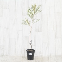 �Ը�ʪ�ե���ӥ쥢�����ѥ������ޥ�No.810��4��