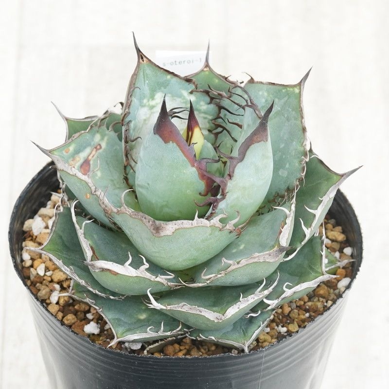 現物》アガべ オテロイ 特選子株 No.1-1 2号 | | 現物販売