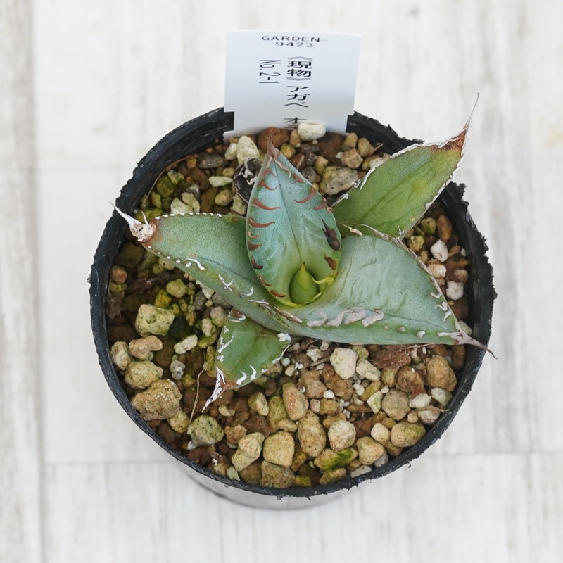 アガベ オテロイ実生 選抜 i アガベ オテロイ 実生 アガベ