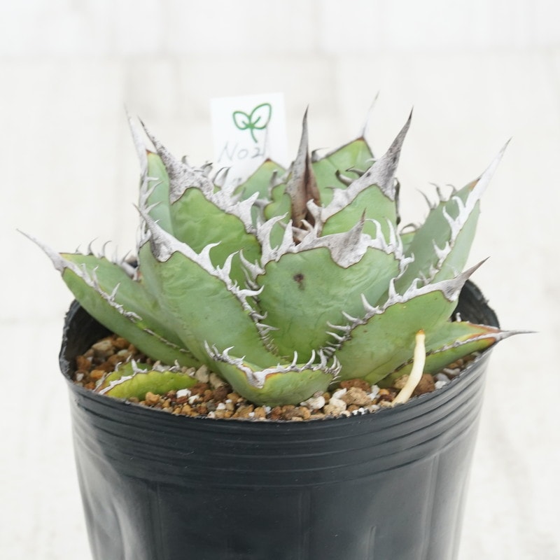 現物》アガべ オテロイ 特選子株 No.2-2 2号 | | 現物販売