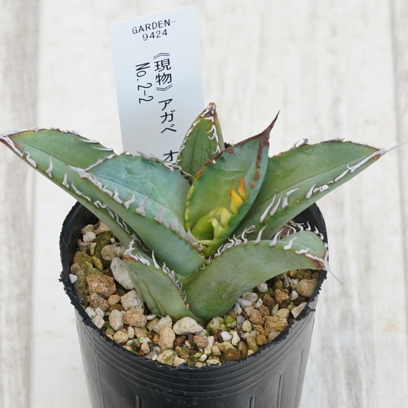 現物》アガべ オテロイ 特選子株 No.2-2 2号 | | 現物販売