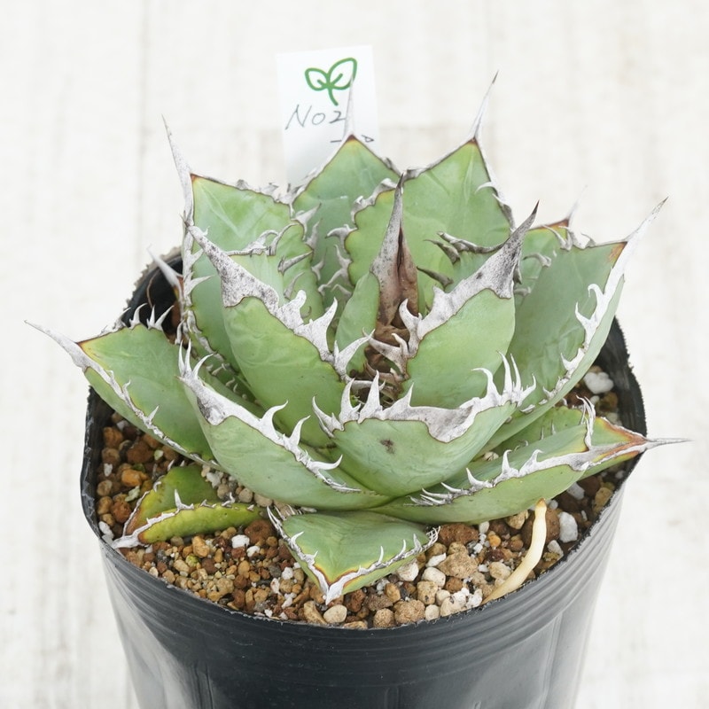現物》アガべ オテロイ 特選子株 No.2-2 2号 | | 現物販売