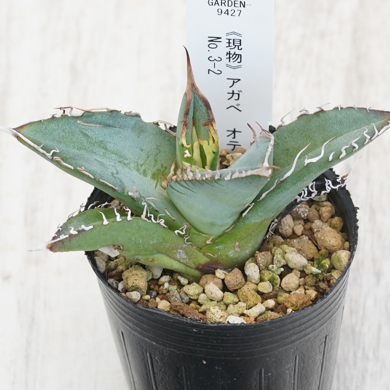 アガベ　オテロイ　子株出品 アガベ オテロイ FO-76/子株 F-24 | アガベ専門店 モンスターハウス