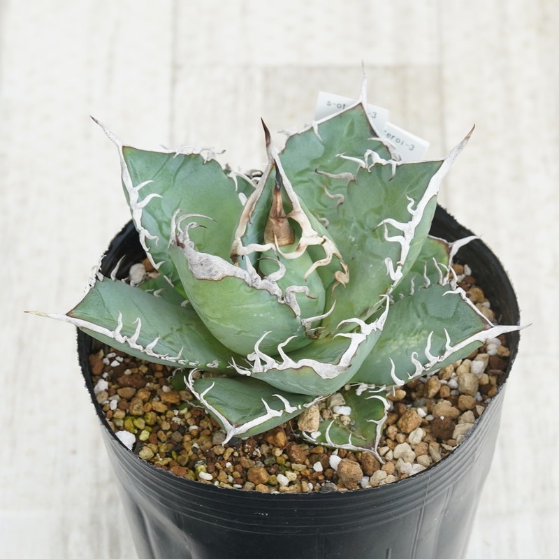 アガベ　オテロイ　レジェンド　親株出品 親株出品 アガベ オテロイ実生 - メルカリ