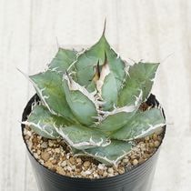 アガベ　リトルシャーク　特選株　球体　ドライガーデン　カクタス　大株　50cm アガベ リトルシャーク 特選株 球体 ドライガーデン カクタス 大株 50cm