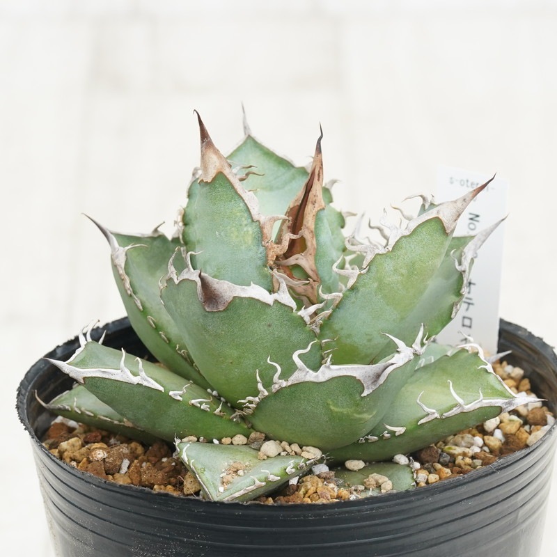 現物》アガべ オテロイ 特選子株 No.10-1 2号 | | 現物販売