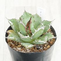 Ըʪե١ƥҳNo.11-22