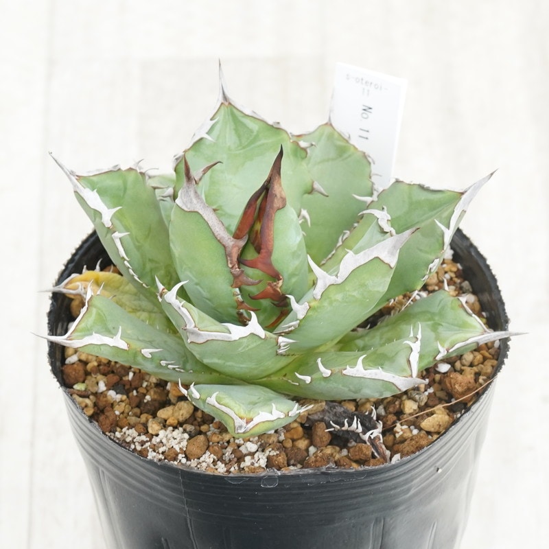 お得　オテロイ　実生　20株まとめ売り お得 オテロイ 実生 20株まとめ売り - メルカリ