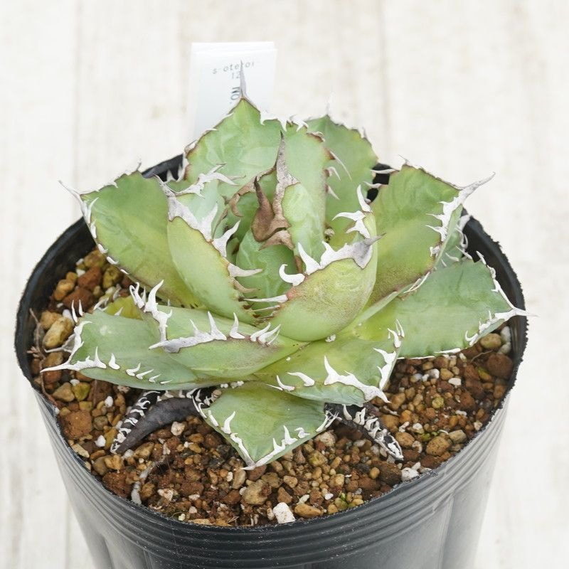 低価，HOT 12選抜実生株 アガベ オテロイ 子株