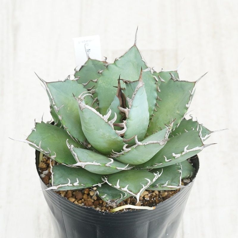 13 アガベ　オテロイ　実生　選抜2022 実生選抜】アガベ・オテロイ”選抜株” 3号ロングポット