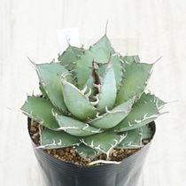 Ըʪե١ƥҳNo.13-12