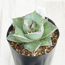 Ըʪե١ƥҳNo.16-22