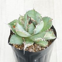 Ըʪե١ƥҳNo.17-22