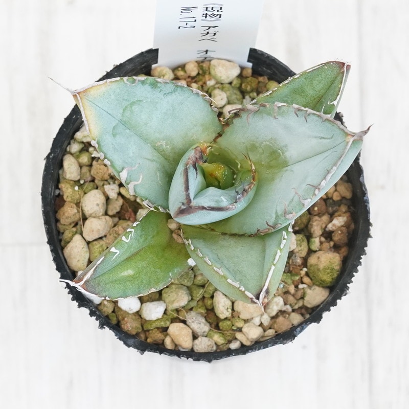 オテロイ実生　子株　青葉　特選 オテロイ実生 子株 青葉 特選 2025年最新】オテロイ 青葉の人気