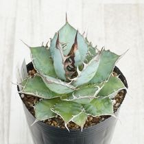 Ըʪե١ƥҳNo.18-12