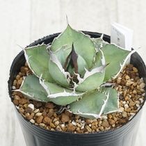 【選抜】アガベ エボリスピナ　ロングスパイン　実生　コレクション株 現物》アガべ エボリスピナ ロングスパイン 特選株 No.9291 3号