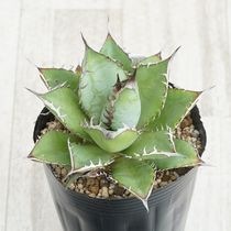 Ըʪե١ƥҳNo.20-12