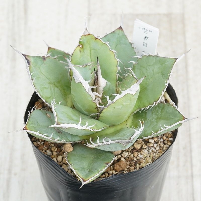 【選抜】アガベ・オテロイ 実生株 23株セット【G】 選抜】アガベ・オテロイ 実生株 23株セット【G】 選抜】アガベ