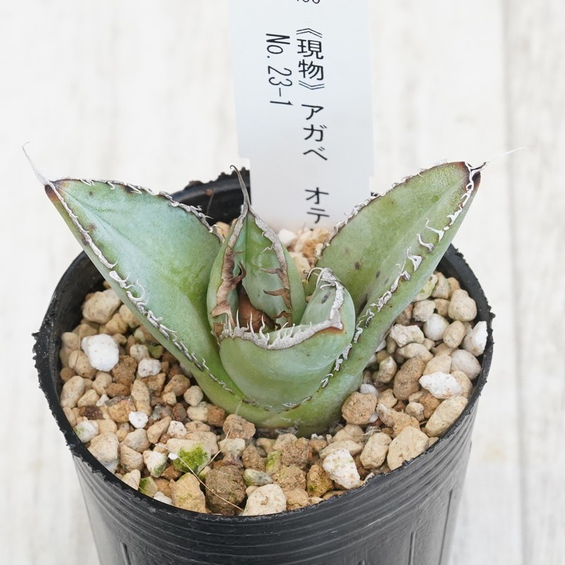 【選抜】アガベ・オテロイ 実生株 23株セット【G】 選抜】アガベ・オテロイ 実生株 23株セット【G】 選抜】アガベ