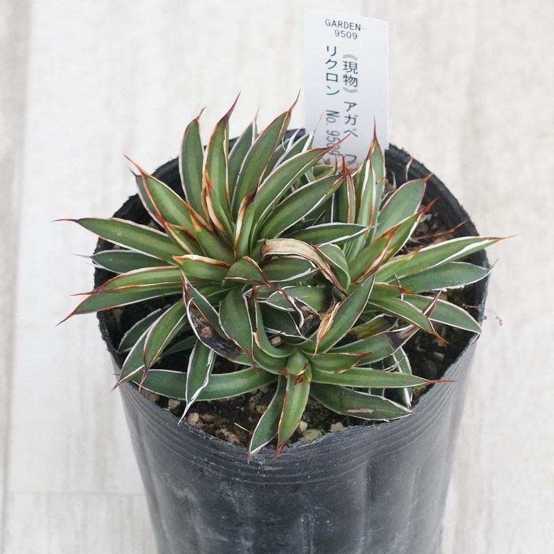 Ըʪե١եե顡ǥ顡¿ƬꥯNo.95093