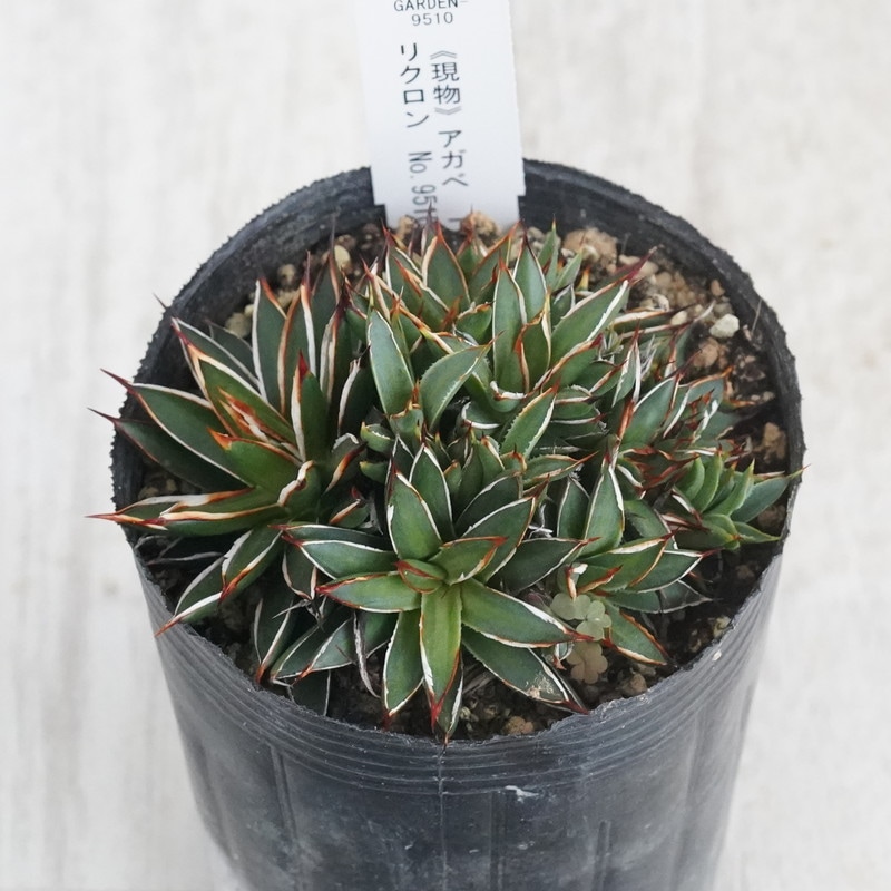 Ըʪե١եե顡ǥ顡¿ƬꥯNo.95103