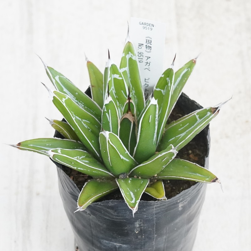 Ըʪե١ӥȥꥢ쥮͡No.95193