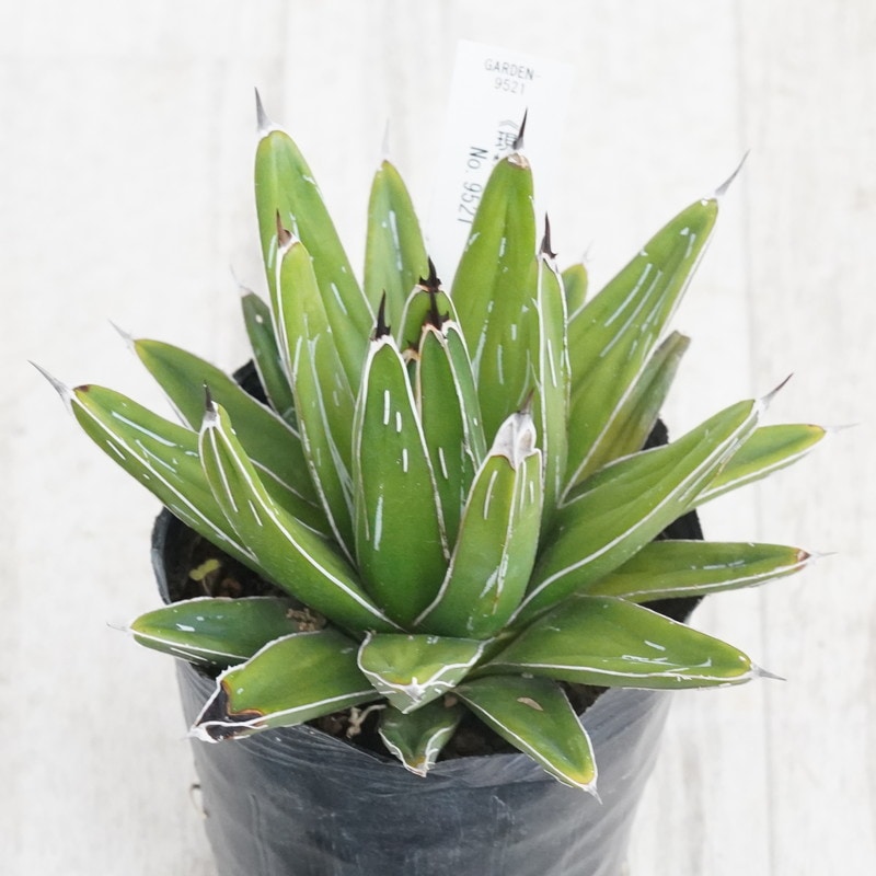 Ըʪե١ӥȥꥢ쥮͡No.95213