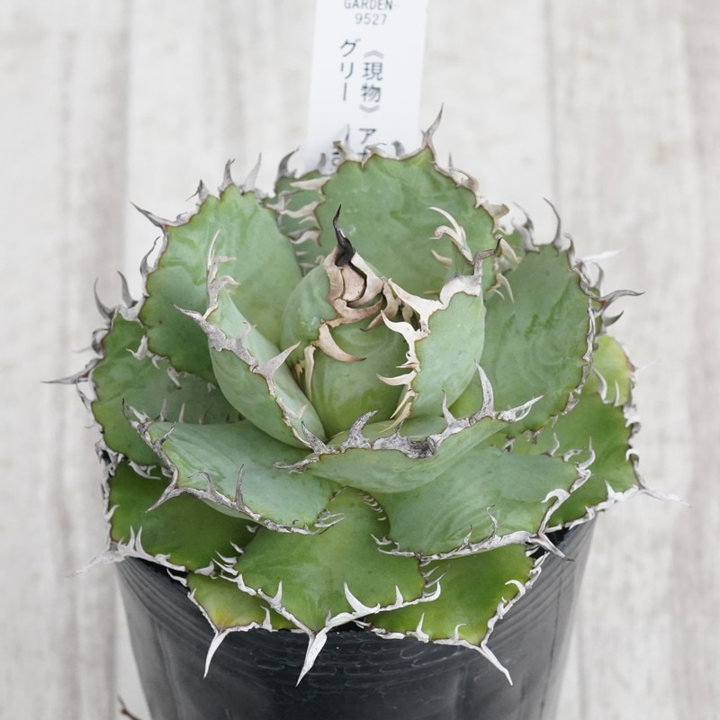 Ըʪե١Υեꥰ꡼No.95273