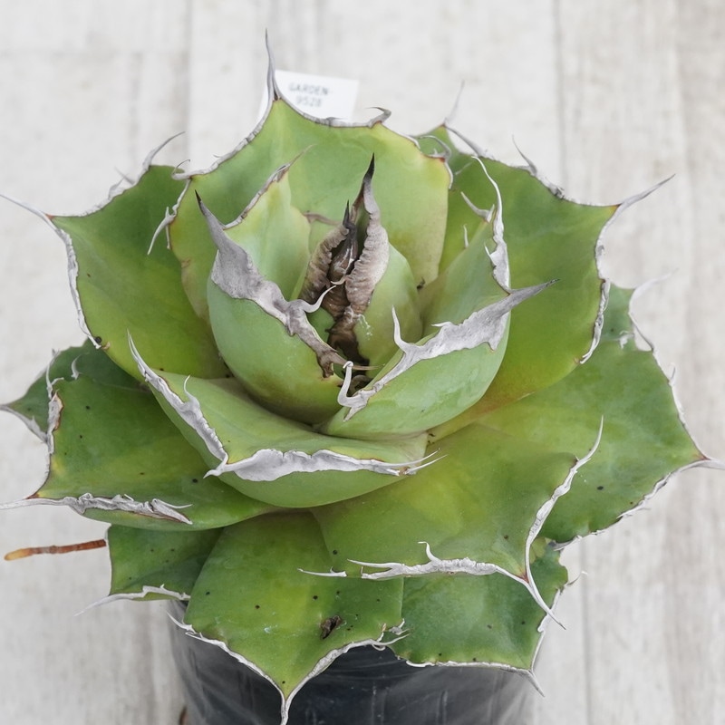 Ըʪե١Υɿʥ֥åѥ󥵡ˡNo.95283