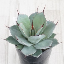 現物》アガべ エボリスピナ 陽炎 特選株 No.9225 3号 | | 現物