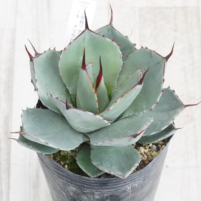 アガベ　パリートランカータ　メリクロン20個 現物》アガべ パリー トランカータ メリクロン特選株 No.9534 4号