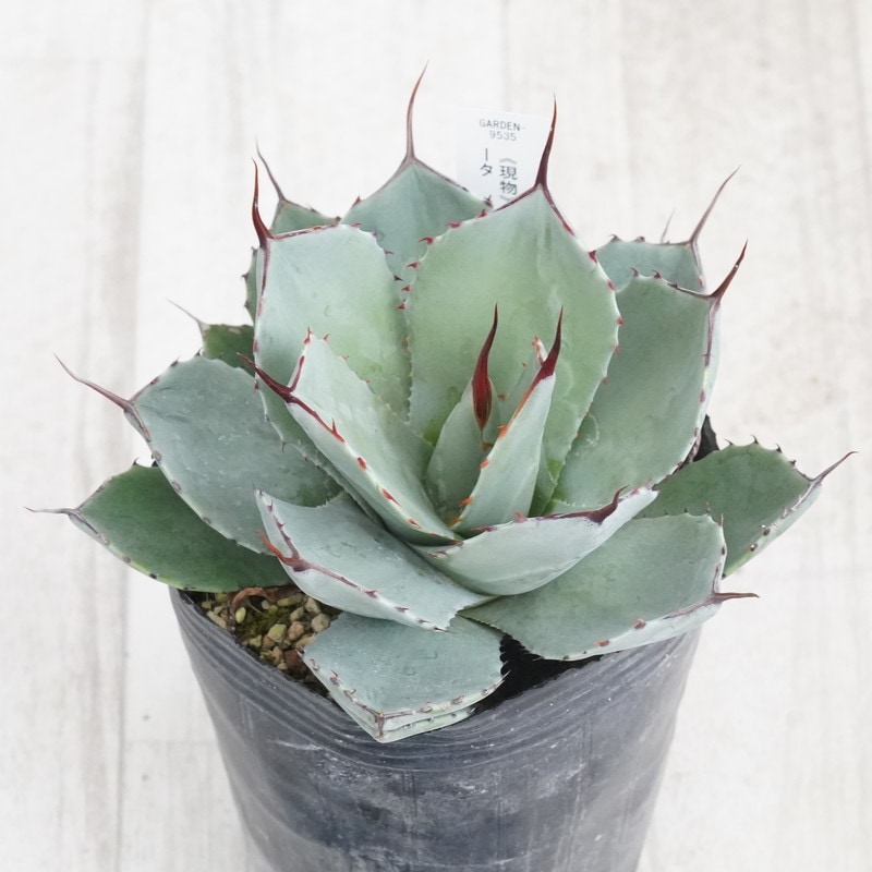 Ըʪե١ѥ꡼ȥ󥫡ꥯNo.95354