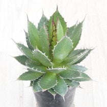 USA産現地株・アガベ パリー トランカータ 現物》アガベ パリー トランカータ 特選株 No.9575 3号 | | 現物