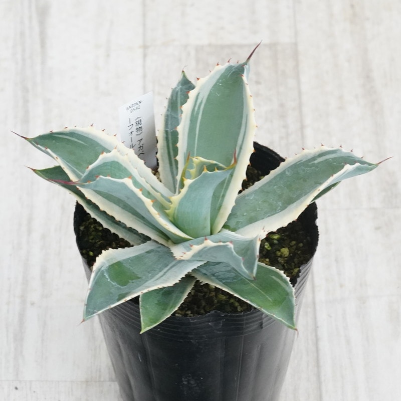 Ըʪե١ݥȥࡡΡե롡No.95424