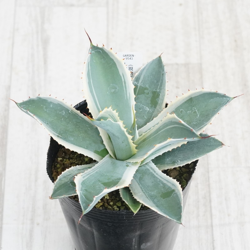 Ըʪե١ݥȥࡡΡե롡No.95434