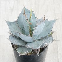 現物》アガベ・チタノタ シーザー No.9283 3号 | | 現物販売