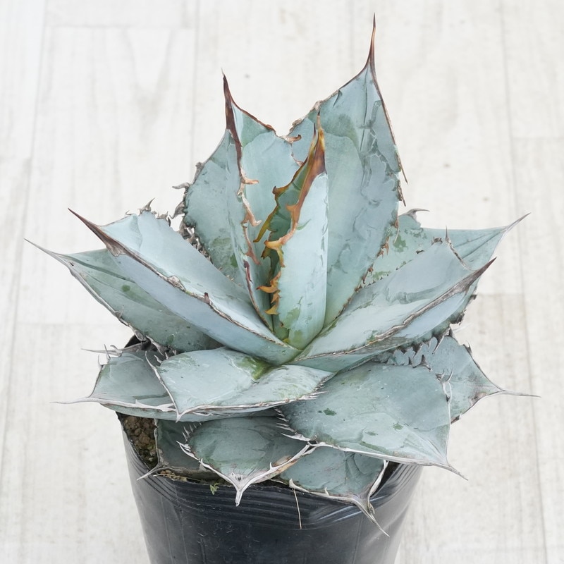 Ըʪե١Υۥ磻ȥСNo.95465